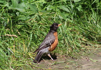 The robin