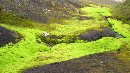hellgrün leuchtendes weiches Moos in Island