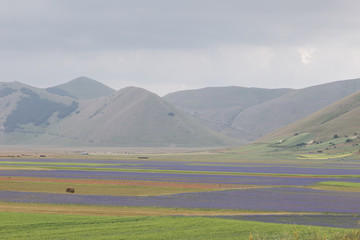 Beautiful colorful flower fields in Pian Grande of Castelluccio di Norcia, with some sparse haybales and hills in the background