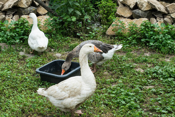 Fototapeta premium Domestic geese on village goose farm