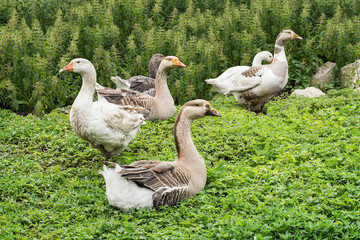 Domestic geese on village goose farm