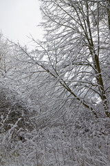 Branches covered with snow