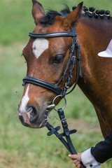 Fototapeta premium Little pony in the summer on a meadow