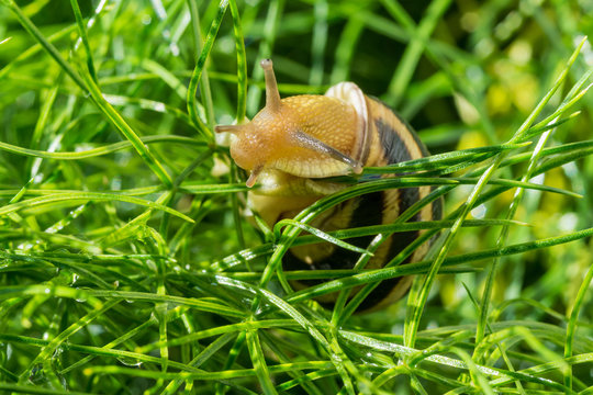 Snail after the rain goes to green grass