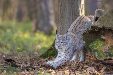 Lynx