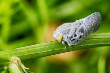 Citrus flatid planthopper  - Metcalfa pruinosa