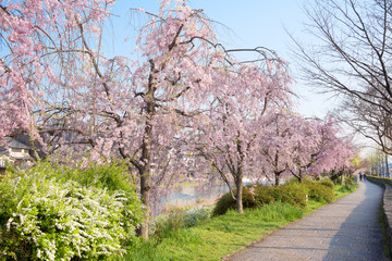 Fototapeta premium 京都 鴨川 花の回廊