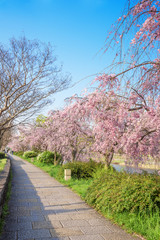 京都　鴨川　花の回廊