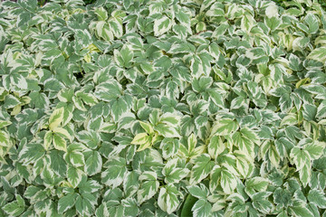 Green leaves with white edges growing on the lawn like a carpet