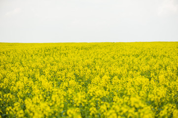 Rapeseed field. Biodiesel