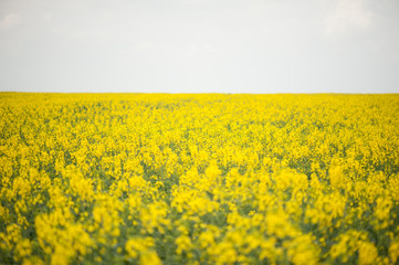Rapeseed field. Biodiesel