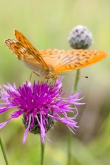 Argynnis paphia