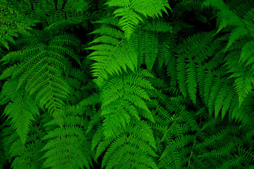 Fototapeta na wymiar Abstract tropical green fern in suumer forest.