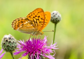 Argynnis paphia