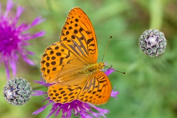 Argynnis paphia