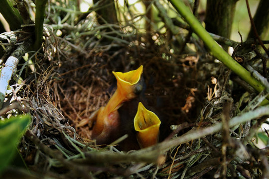 Birds, Mockingbird babies in nest await next feeding