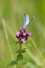Maculinea arion