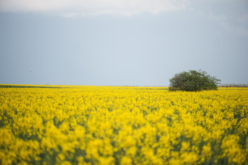 Obraz premium Rapeseed field. Biodiesel