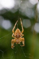 Araneus diadematus