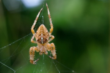 Araneus diadematus