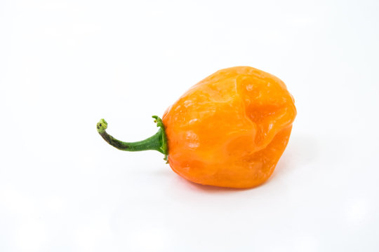 habanero arancio molto buoni e piccanti su fondale bianco 