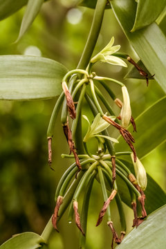 Flowers of Bourbon vanilla