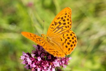 Argynnis paphia