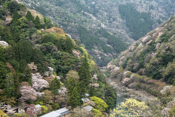 嵐山の春