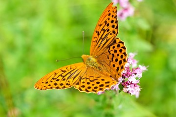 Argynnis paphia