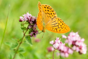 Argynnis paphia