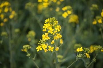 Rapeseed field. Biodiesel