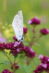 Butterfly Polyommatus