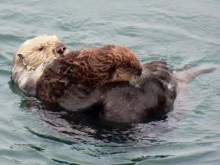 Fototapeta premium états unis