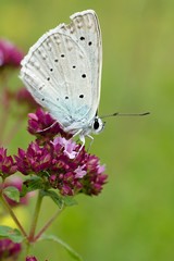 Butterfly Polyommatus