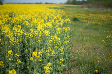 Obraz premium Rapeseed field. Biodiesel