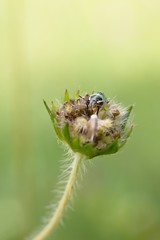 Green bug on flower.