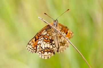 Melanargia galathea