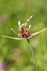 Flower for background