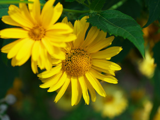 Marigold, flower petals at the base of dark-yellow at the edges light-yellow. Closeup photo