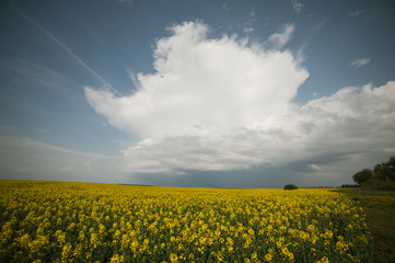 Rapeseed field. Biodiesel