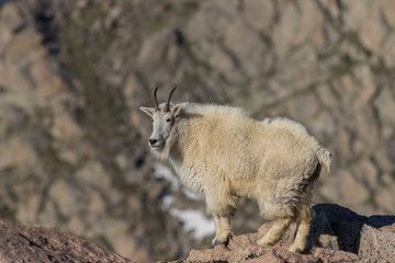 Mountain Goat