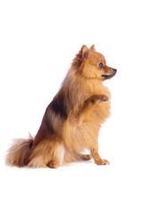 Fototapeta na wymiar Lovely caramel-colored dog