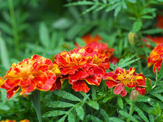 bright and colorful flowers marigolds tagetes. autumn landscape