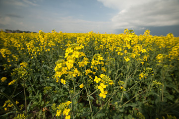Fototapeta premium Rapeseed field. Biodiesel