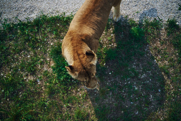 lion,  animals,  kenya,  africa,  cat,  wild,  safari,  wildlife