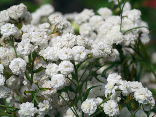 the flower of white wild litle carnations in the garden