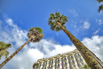 Green Palm Trees On Clear Blue Sky