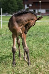 Fototapeta premium Little pony in the summer on a meadow