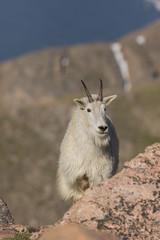 Mountain Goat
