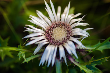 Vegetation of alpine meadowsVegetation of alpine meadows